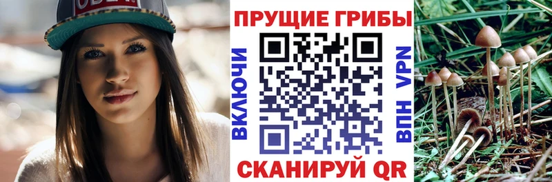Купить где  Кола  Галлюциногенные грибы Psilocybine cubensis 